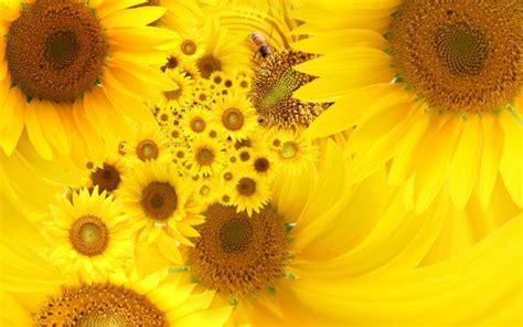 Sunflower Vintage Hd Desktop Wallpaper - Sunflowers Wallpaper Vintage ...