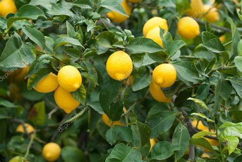 Lemon tree — Stock Photo © OlafSpeier #4810763