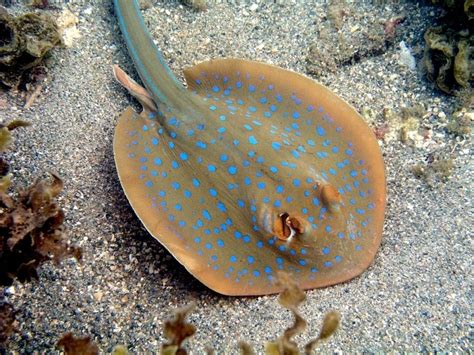 Blue-spotted Stingray – "OCEAN TREASURES" Memorial Library