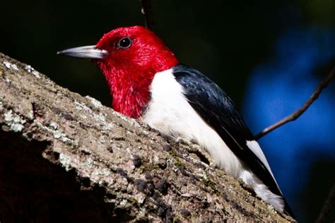 10 Species of Woodpeckers in Michigan 2023 (Pictures)