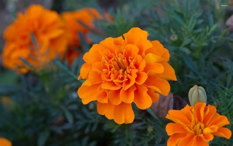 Marigold Wallpapers - Wallpaper Cave