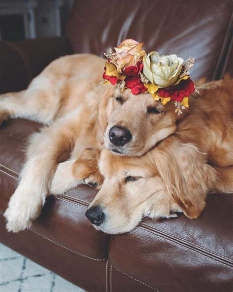 College Professor makes awesome flower crowns for animals