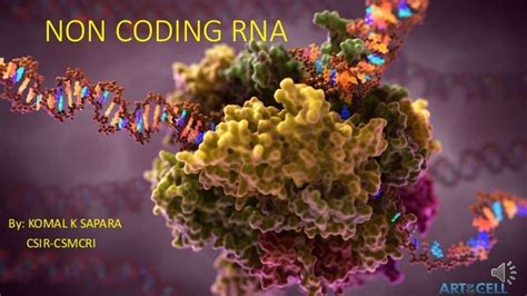 non coding RNA