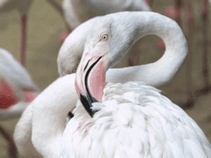 Flamingo Adaptations – All You Need To Know