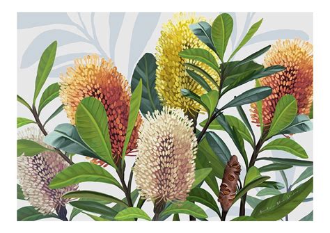 Australian Native Prints Banksia Australian Art Botanical - Etsy Australia | Wall art prints ...