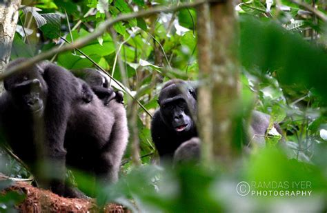 Congo Wildlife – Ramdas Iyer Photography