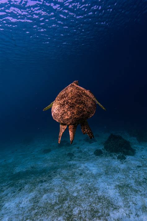 Turtle swimming underwater · Free Stock Photo