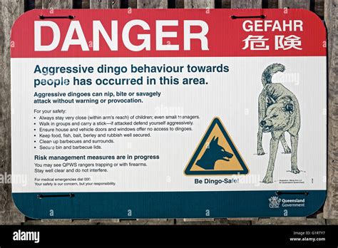 Sign, warning, danger of Dingo (Canis lupus dingo), Fraser Island ...