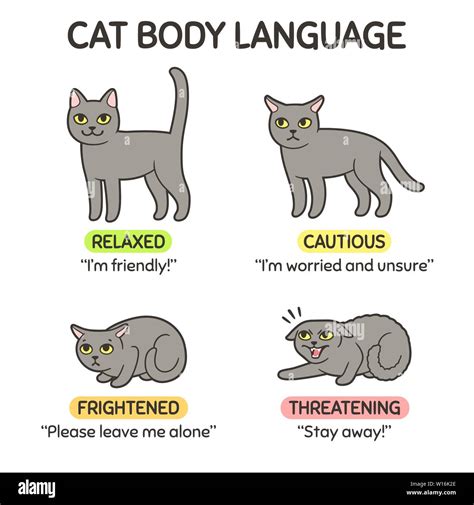 Cat body language infographic chart. Cat poses mean different emotions ...