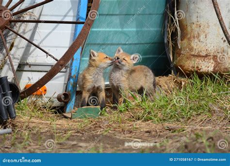 Close Up of Two Baby Red Fox Cubs Stock Image - Image of mammal, fluffy: 271058167