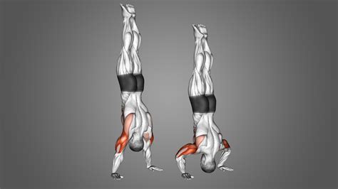 Handstand Push Up: Benefits, Muscles Worked, and More - Inspire US