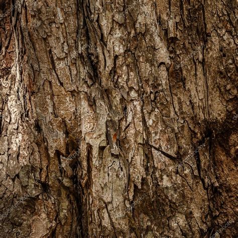 Bark of tree texture Stock Photo by ©AY_PHOTO 119956762