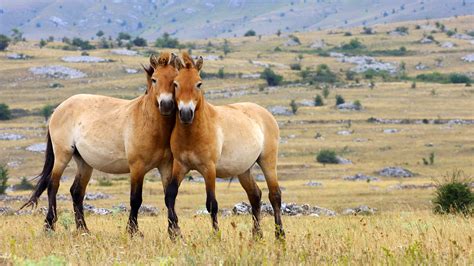 Przewalski's Horse