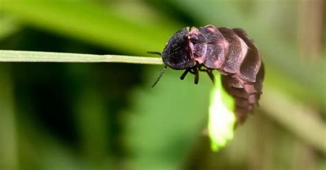 Glow Worm Insect Facts - AZ Animals