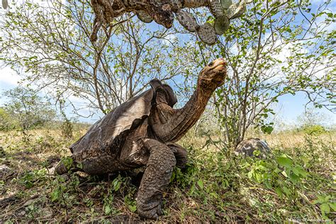 Rewilding Giant Tortoises | Galápagos Conservancy