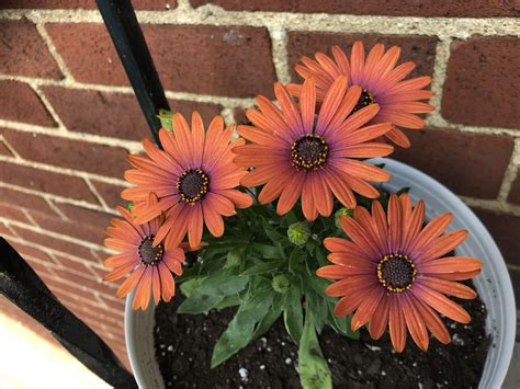 My beautiful African Daisies have been blooming lately! : r/gardening