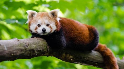 Wild and wonderful Asian animals | Articles | CBC Kids