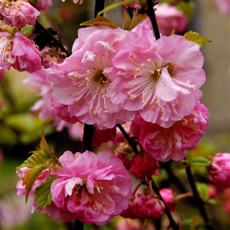 Pink Flowering Trees - Gardenerdy