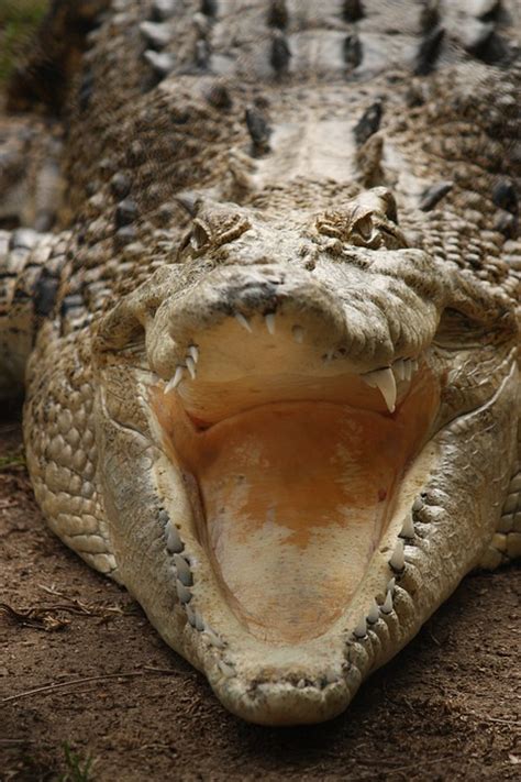 Crocodile Teeth Australia · Free photo on Pixabay