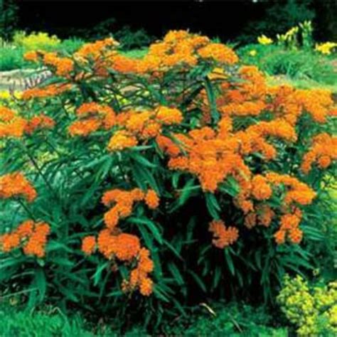 Butterfly Weed flowers (100 Seeds) Trouble free Perennial,attracts ...