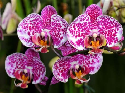 Colorful, Easy to Grow Moth Orchid Varieties | HGTV