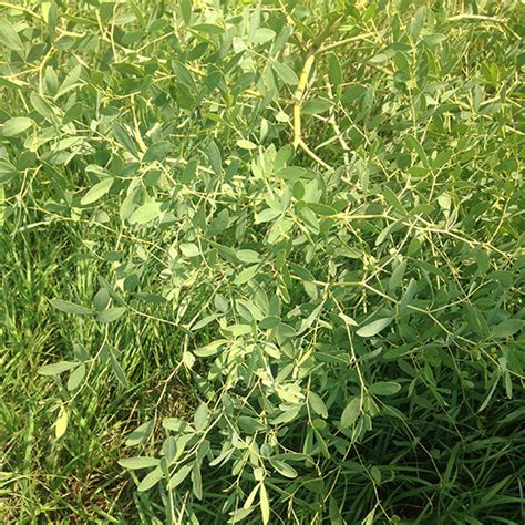 Native Wildflower and Prairie Grass Identification: Learning Our Land ...