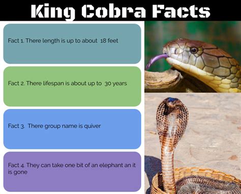 Gabby @ Pt England School: King Cobra Facts