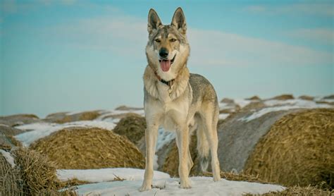 25 Wolf Dog Breeds That Share the Most Characteristics with Wolves