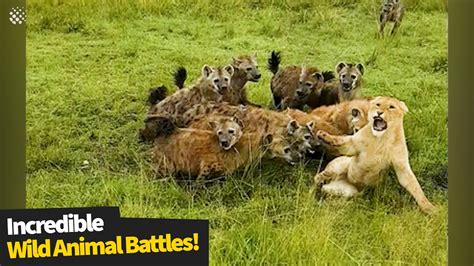 15 Craziest and Incredible Wild Animal Battles!! | Simply Amazing Stuff