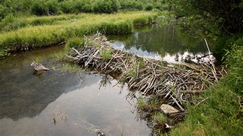 Prosthetic leg found in beaver dam, returned to owner | Fox News