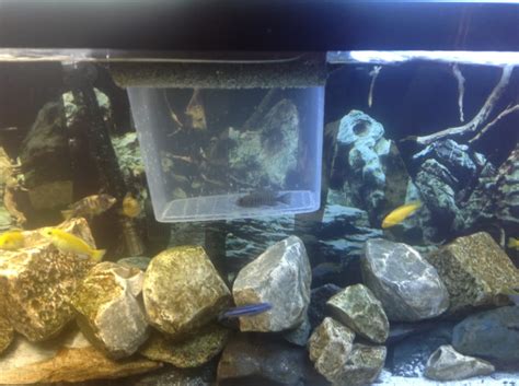 New to African Cichlids breeding PLEASE Help - Aquarium Advice - Aquarium Forum Community