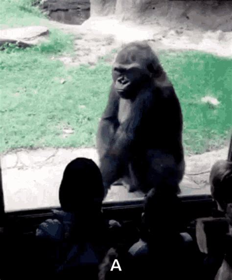 Gorilla Angry GIF - Gorilla Angry Mad - Discover & Share GIFs