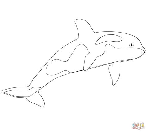 Realalistic Orca Coloring Coloring Pages