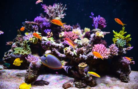 How to Set Up A Saltwater Aquarium (8 Easy Steps)