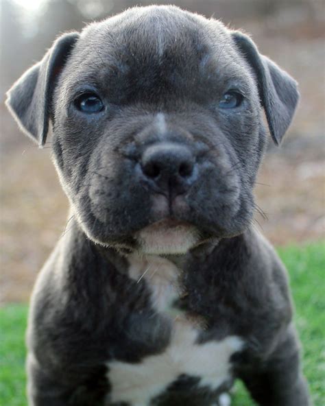 Blue Nose Pit Bull Puppies : Blue Nose Pitbull Puppy for Sale in Omaha ...