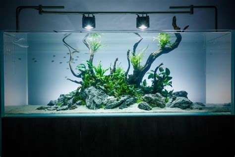 Simple Aquarium Aquascape Design Ideas - Aquascape Ideas