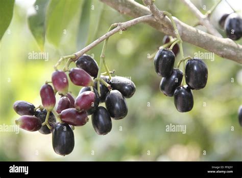 Fruit , Jambul Jamun or Jamblang Syzygium cumini on branch of tree Stock Photo: 95856655 - Alamy