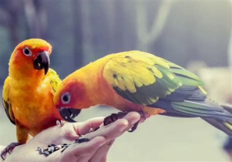 Foods toxic to parrots - What foods are toxic to parrots