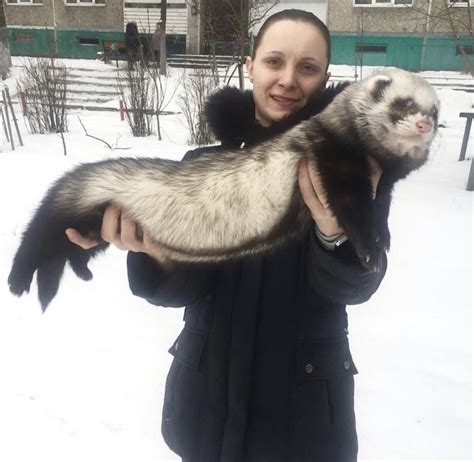 PsBattle: Russian woman holds large ferret : r/photoshopbattles