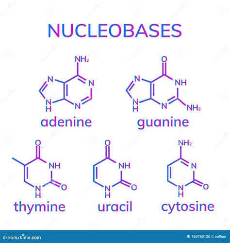 Pyrimidine And Purine Nucleosides Vector Illustration | CartoonDealer.com #152018214