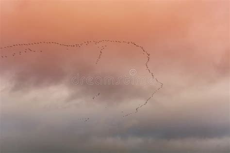 Birds Flying in V Formation Stock Photo - Image of flight, flock: 74400104