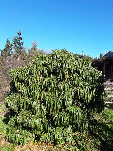 Dwarf Peach – Kahikatea Farm Certified Organic Nursery and Permaculture Farm