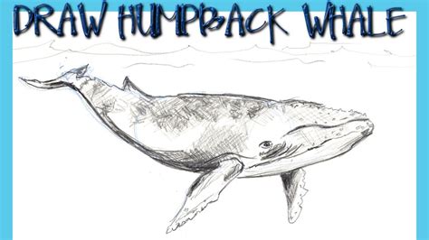 How To Draw A Humpback Whale