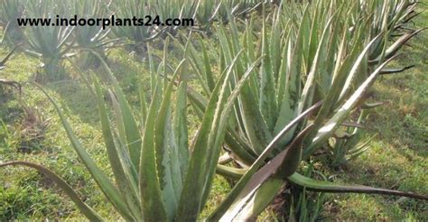 🤷PLANT🤷Aloe Barbadensis Aloe Vera Indoor Plant Benefits Care ...