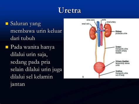 Sistem Ekskresi Pada Manusia - Joni Diriku