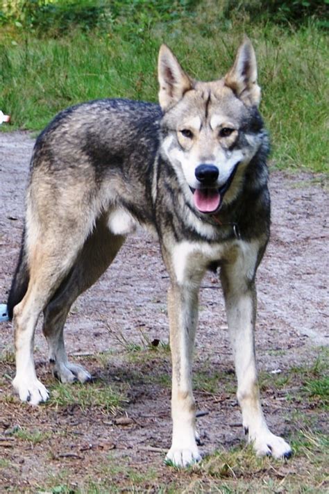 Hybrid Wolf Dog Breed Information with Pictures - Tail and Fur