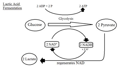 Recommendation Yeast Fermentation Equation Lyfe Support Blogspot