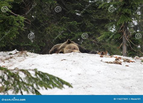 Canadian Grizzly in Snow stock image. Image of resting - 116277691