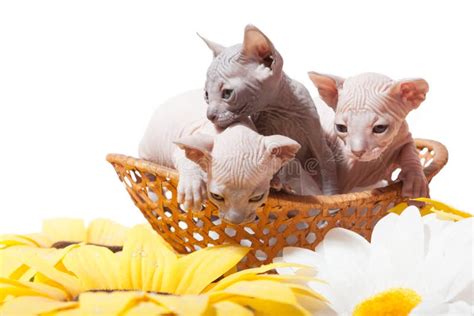 Don Sphynx Kittens in the Basket Stock Photo - Image of elegant, donskoj: 37914372