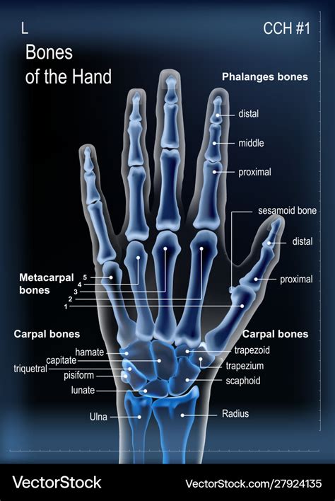 X Ray Hand Bones